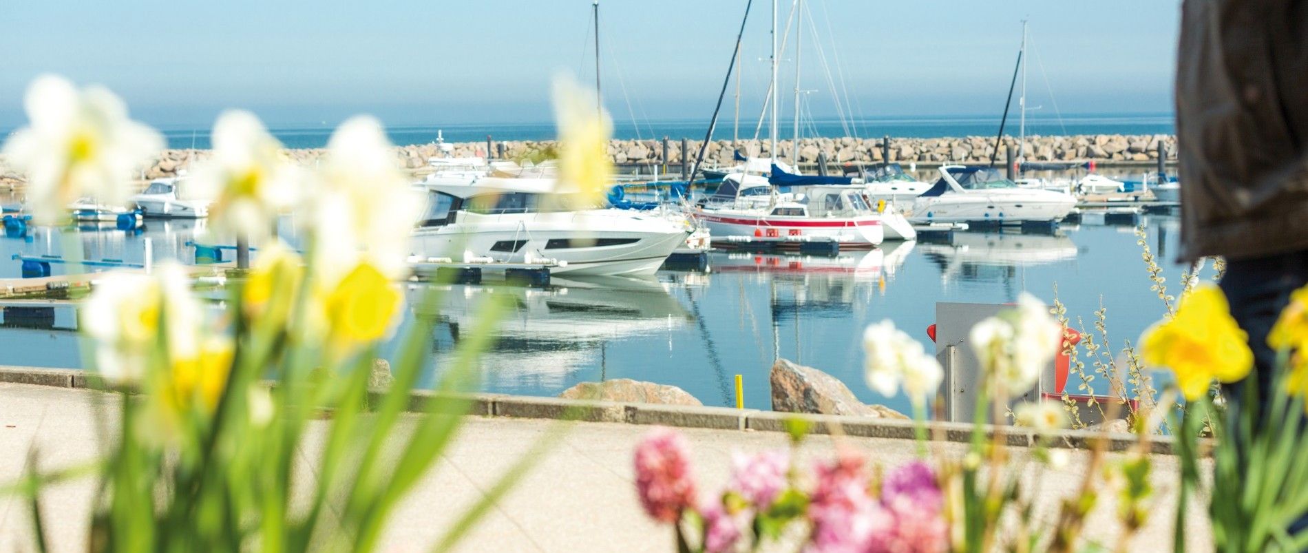 Verschwommene Blumen im Vordergrund, dahinter ein Jachthafen mit mehreren Booten und Segelschiffen bei klarem Himmel.