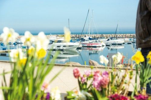 Blumen im Vordergrund mit einem Hafen voller Boote im Hintergrund